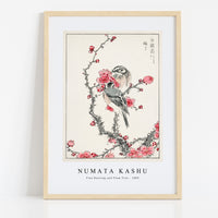 Numata Kashu - Pine Bunting and Plum Tree illustration from Pictorial Monograph of Birds