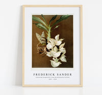 
              Frederick Sander - Catasetum bungerothii from Reichenbachia Orchids-1847-1920
            