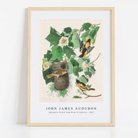 John James Audubon - Baltimore Oriole from Birds of America (1827)