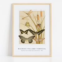 Maurice Pillard Verneuil - Papillons from L'animal dans la décoration (1897)