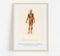 
              Charles Dessalines D'Orbigny - Myology and disposition of the viscera
            