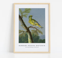 
              Barbara Regina Dietzsch - Groenling (European Greenfinch)
            