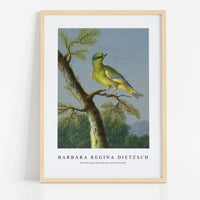 Barbara Regina Dietzsch - Groenling (European Greenfinch)