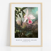 Martin Johnson Heade - Orchid Blossoms (1873)