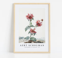 
              aert schouman - A Red Bergamot in a Landscape-1753
            