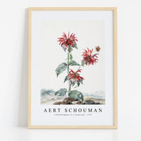 aert schouman - A Red Bergamot in a Landscape-1753