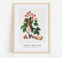 
              James Bolton - European robin and wild strawberry 1768
            