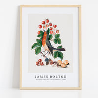 James Bolton - European robin and wild strawberry 1768