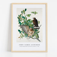 John James Audubon - Broad-winged Hawk from Birds of America (1827)