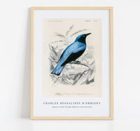 
              Charles Dessalines D'Orbigny - Square-tailed drongo (Edoius caerulescens)
            