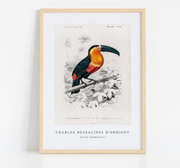 
              Charles Dessalines D'Orbigny - Toucan (Ramphastos)
            
