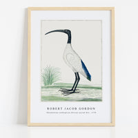 Robert Jacob Gordon - Threskiornis aethiopicus African sacred ibis (1778)