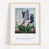 Robert John Thornton - Hyacinths from The Temple of Flora (1807)