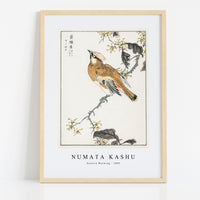 Numata Kashu - Eastern Waxwing illustration from Pictorial Monograph of Birds (1885)