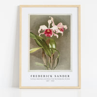 Frederick Sander - Cattleya (hybrida) arnoldiana from Reichenbachia Orchids-1847-1920