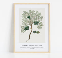 
              Robert Jacob Gordon - Widdringtonia nodiflora (L.) E. Powrie Mountain cypress, or Cape cedar (1777–1786)
            