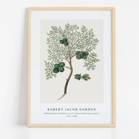 Robert Jacob Gordon - Widdringtonia nodiflora (L.) E. Powrie Mountain cypress, or Cape cedar (1777–1786)