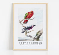 
              Aert schouman - Two birds, including a red-green parrot-1720-1792
            