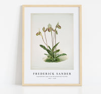 
              Frederick Sander - Cypripedium argus from Reichenbachia Orchids-1847-1920
            