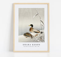 
              Ohara Koson - Two ducks on snowy reed (1900 - 1930) by Ohara Koson (1877-1945)
            