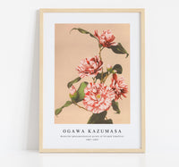 
              Ogawa Kazumasa - Beautiful photomechanical prints of Striped Camellias (1887–1897)
            