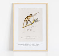 
              Charles Dessalines D'Orbigny - Cercopithecus griseus (Guenon Grivet)
            