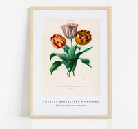 
              Charles Dessalines D'Orbigny - Didier's tulip (Tulipa gesneriana)
            