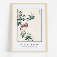 Numata Kashu - Japanese Long-tailed Rosefinch illustration from Pictorial Monograph of Birds (1885)