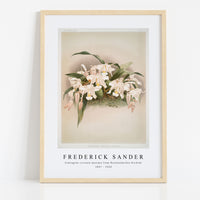Frederick Sander - Coelogyne cristata maxima from Reichenbachia Orchids-1847-1920