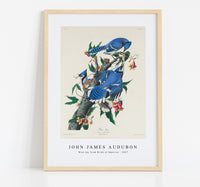 
              John James Audubon - Blue Jay from Birds of America (1827)
            
