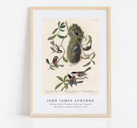 
              John James Audubon - Chesnut-backed Titmouse, Black-capt Titmouse and Chesnut-crowned Titmouse(1827)
            