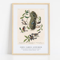 John James Audubon - Chesnut-backed Titmouse, Black-capt Titmouse and Chesnut-crowned Titmouse(1827)
