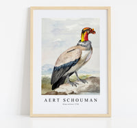 
              Aert schouman - King vulture-1758
            