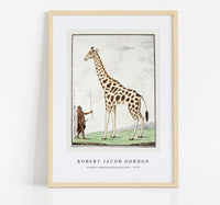 
              Robert Jacob Gordon - Giraffa camelopardalis giraffe (1779)
            