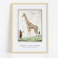 Robert Jacob Gordon - Giraffa camelopardalis giraffe (1779)