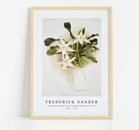 
              Frederick Sander - Aeranthus sesquipedalis from Reichenbachia Orchids-1847-1920
            