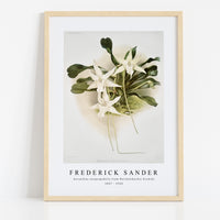 Frederick Sander - Aeranthus sesquipedalis from Reichenbachia Orchids-1847-1920
