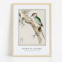 Numata Kashu - Japanese Green Woodpecker illustration from Pictorial Monograph of Birds (1885)