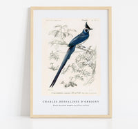 
              Charles Dessalines D'Orbigny - Black-throated magpie-jay (Pica colliei)
            
