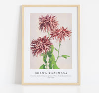 
              Ogawa Kazumasa - Beautiful photomechanical prints of Three Pink Chrysanthemum (1887–1897)
            