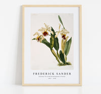 
              Frederick Sander - Cattleya rex from Reichenbachia Orchids-1847-1920
            
