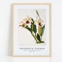 Frederick Sander - Cattleya rex from Reichenbachia Orchids-1847-1920