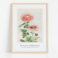 Megata Morikaga - Kiku (chrysanthemum) during 1870–1880