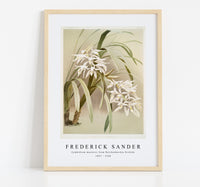 
              Frederick Sander - Cymbidium mastersi from Reichenbachia Orchids-1847-1920
            