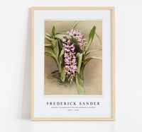 
              Frederick Sander - Aërides savageanum from Reichenbachia Orchid-1847-1920
            