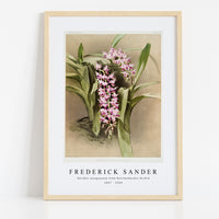 Frederick Sander - Aërides savageanum from Reichenbachia Orchid-1847-1920