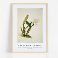 Frederick Sander - Cattleya lueddemanniana alba from Reichenbachia Orchids-1847-1920