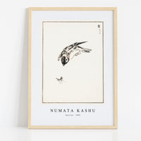 Numata Kashu - Sparrow illustration from Pictorial Monograph of Birds (1885)
