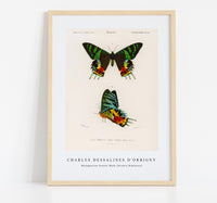 
              Charles Dessalines D'Orbigny - Madagascan Sunset Moth (Urania Riphaeus)
            