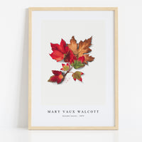 Mary Vaux Walcott - Autumn Leaves (1876)